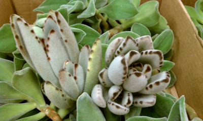 How To Grow Succulents