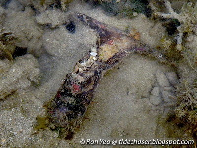 Black Hammer Oyster (Malleus malleus)