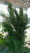 Oriental Thuja Plant At Home