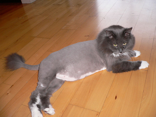 60 Top Photos Lion Cut Cat Haircut - Pin på Katter