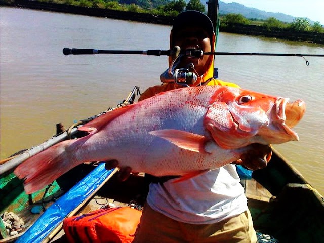 Gambar Ikan Kakap