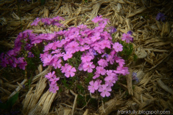taken with plastic Holga lens; 1/50 sec, ISO 800