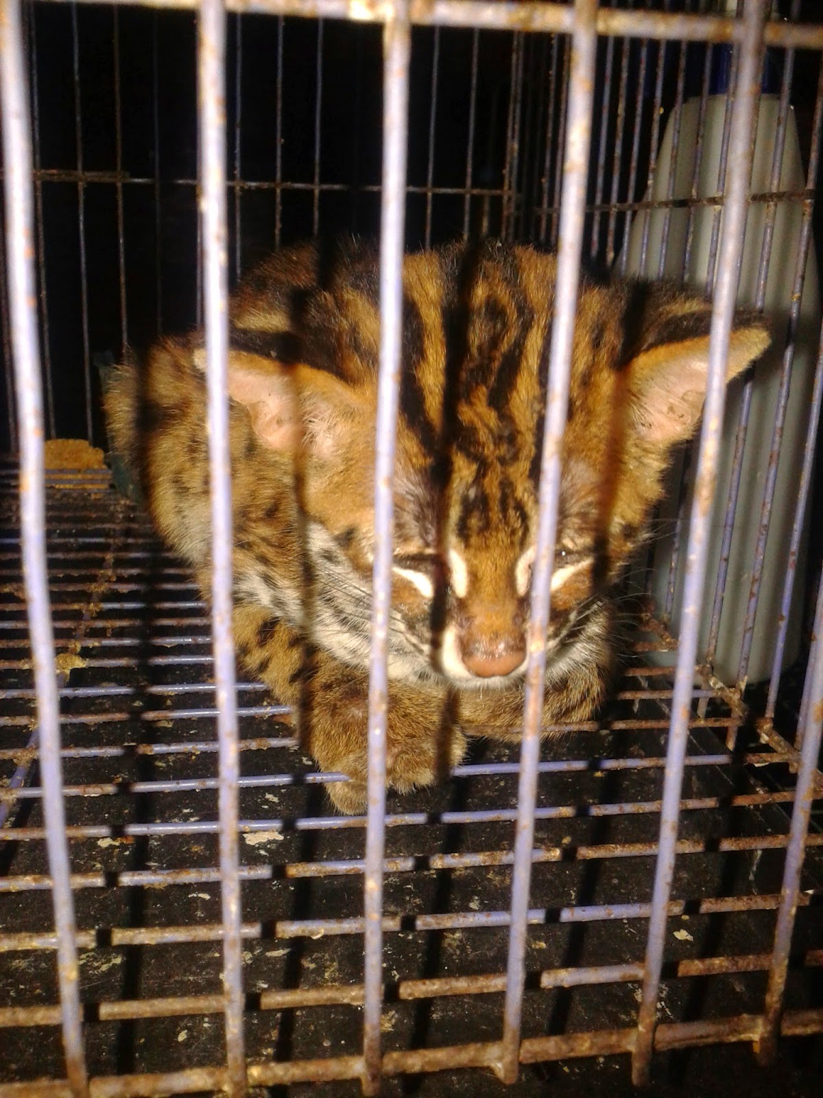 ALFredyansyah Jual Murah Kucing Hutan Blacan Macan Akar