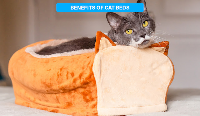 Benefits of Cat Beds