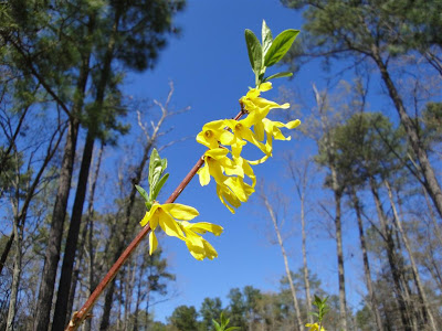 Lake Gaston flowers