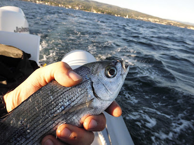 Pêche à la traine dans le golfe de la ciotat