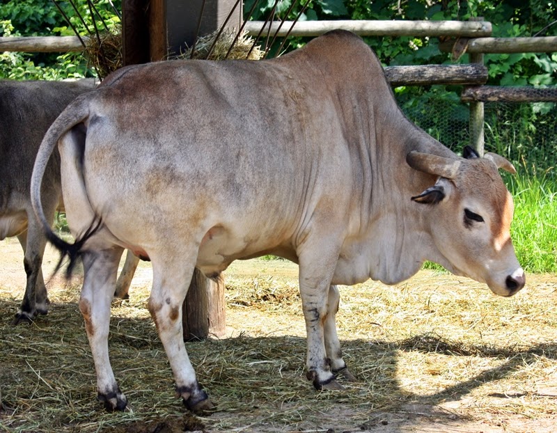 Gambar sapi ongole - sapi pedaging lokal usahaternak