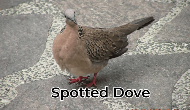 Descubriendo la Belleza y el Comportamiento Distintivo de la Spotted Dove