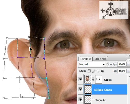 gunakan warp transform tool untuk mengubah bentuk gambar - Mengubah Foto Menjadi Karikatur Dengan Photoshop