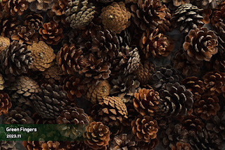 Pine seed from the Jangipumsong cone before sowing