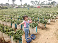 Charissa Suci Slavina  di kebun strawberry Sweetberry