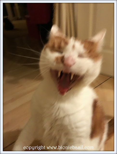 Pet Photo Fails  ©BionicBasil® Amber's Hysterical Blooper from March 2017