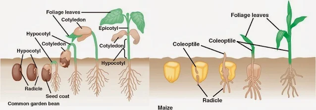 Patrones y parámetros del crecimiento vegetal