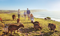 Green Pear Diaries, viajes, turismo, destinos turísticos, naturaleza, Isla Canguro, Kangaroo Island, Australia