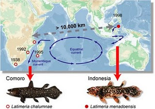 Coelacanth Gambar