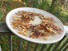 frozen bird bath with oak leaves