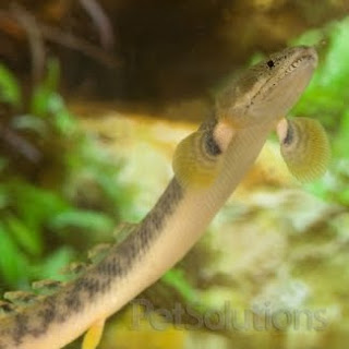 Retropinnis Bichir (Polypterus retropinnis)