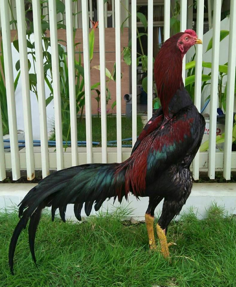 Ayam Bangkok Aduan Terbaik 2016