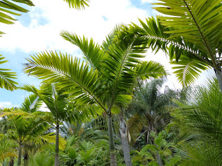 Veitchia arecina - Palmier du Vanuatu - Palmier de Montgomery