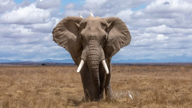 picture of a elephant