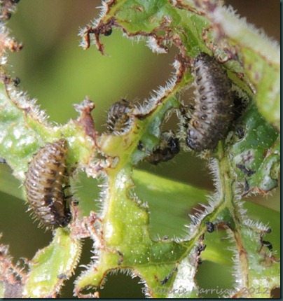 81-larvae