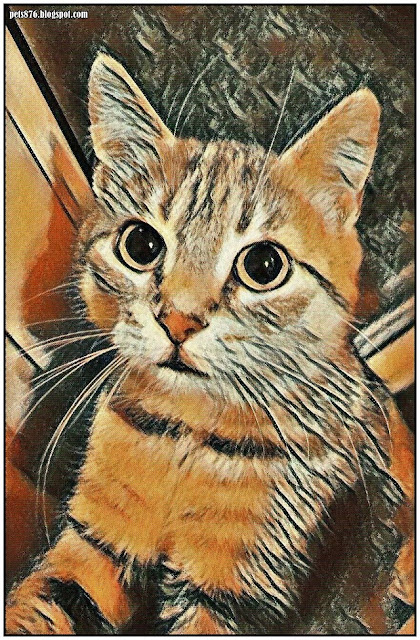 Lilly Cat Art