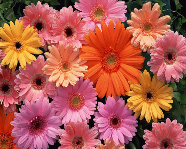 The gallery for --> Very Beautiful Flowers