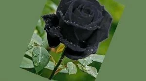 কালো গোলাপ ফুলের ছবি - Pictures of black roses- গোলাপ ফুলের ছবি ডাউনলোড - বিভিন্ন রঙের গোলাপ ফুলের ছবি ডাউনলোড - rose flower - NeotericIT.com