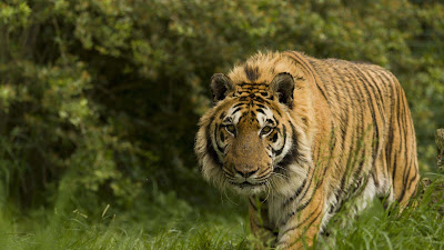 animal-images-nice-collection-of-tiger