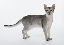 Silver Abyssinian Cat