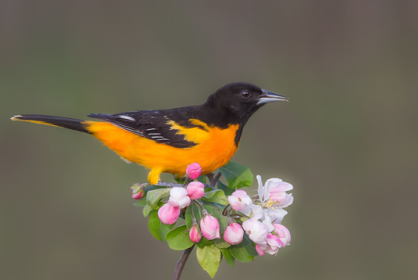 23 Gambar Burung Cantik dan Indah di Dunia - Kumpulanaplikasi