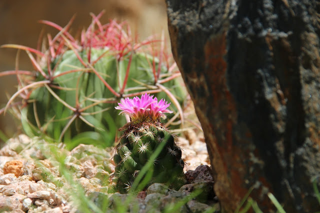 Escobaria hesteri    