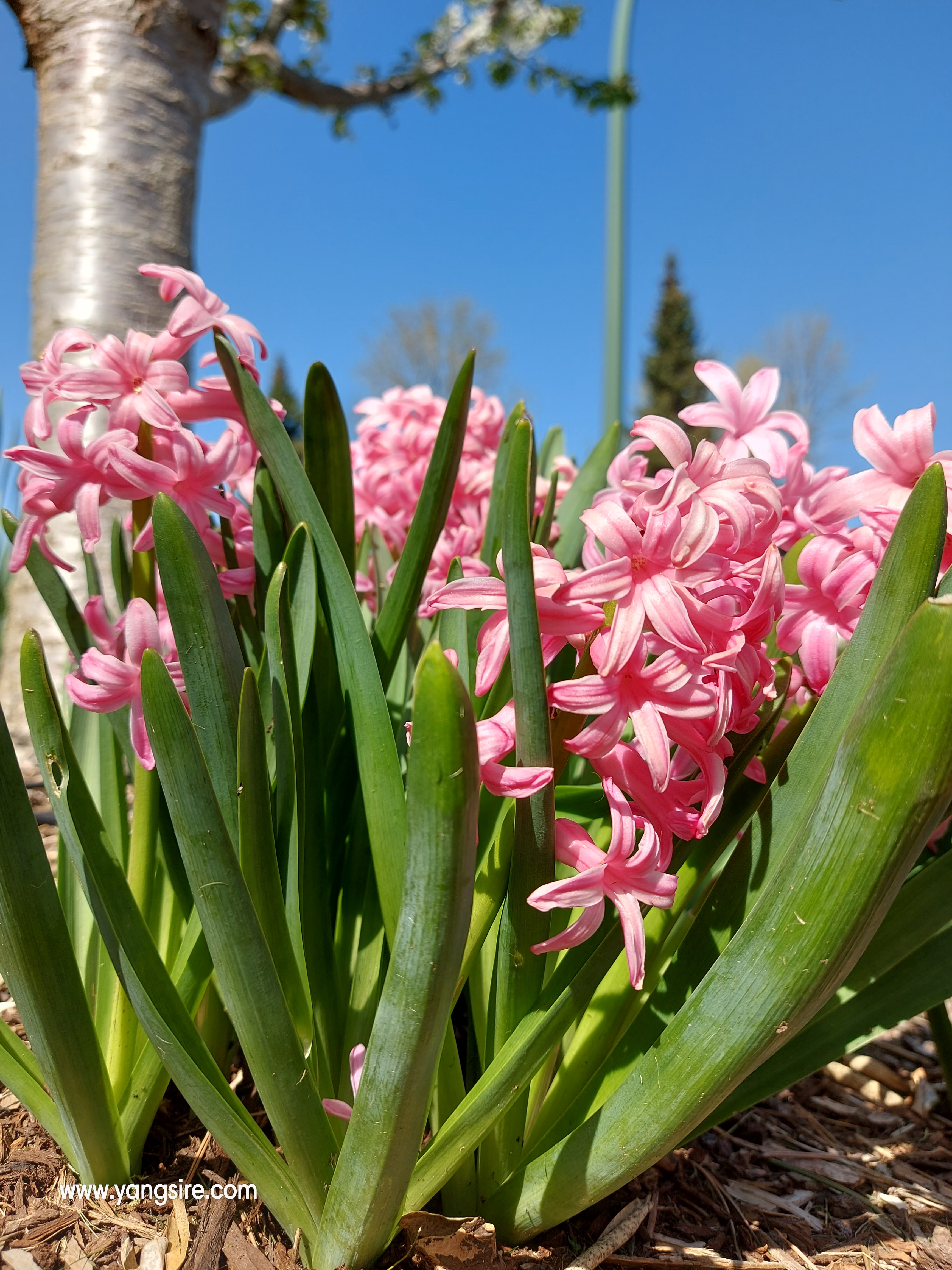 Pink hyacinth plants