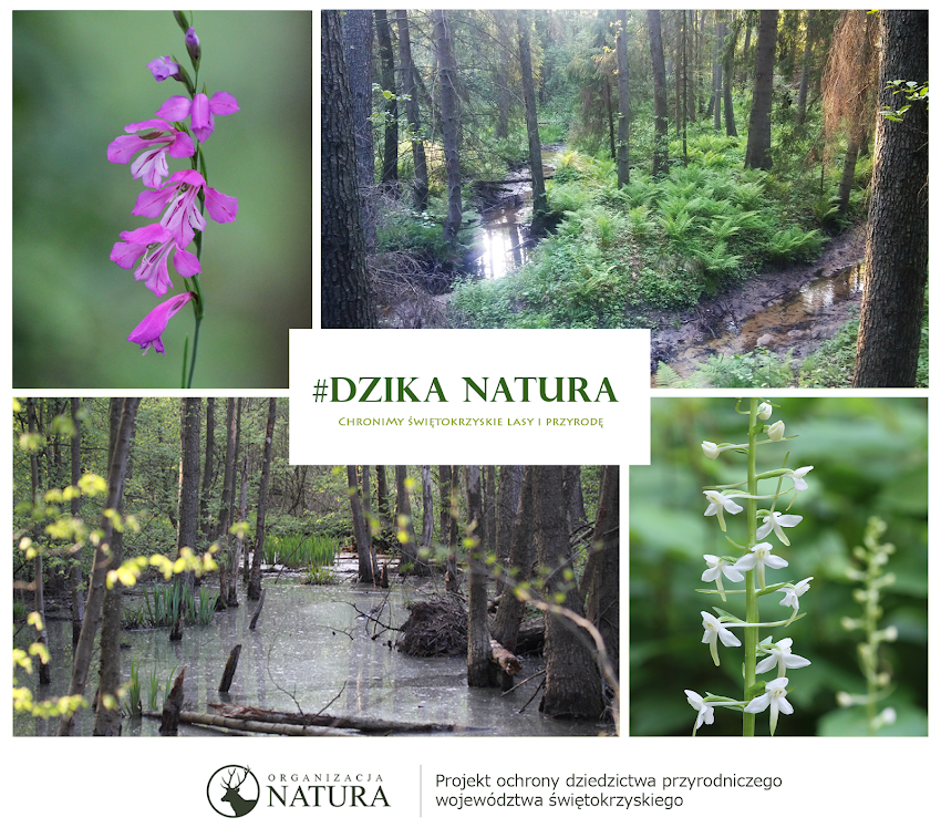 Dzika Natura - ChroniMy Lasy i Przyrodę 