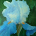 Flower Painting, Iris Painting, Daily Painting, Small Oil Painting,
6x8" on Canvas Panel