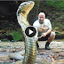 Snake Catchers: Protecting The World's Deadliest Snakes World biggest King Cobra Snake