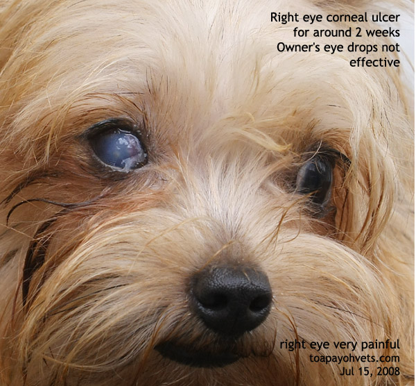 Dog Eye Surgery7