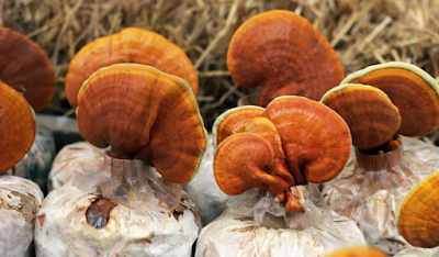 Ganoderma Mushroom Pure Culture Supplier Company in Central African Republic