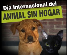 dia del animal sin hogar Día internacional del animal sin hogar /
animales de compañía