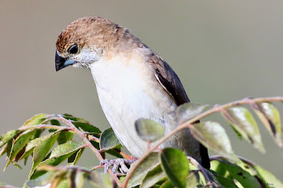 "Indian Silverbill (Euodice malabarica) The resident, common, has a conical silver-grey beak, buff-brown upper body, white underbody, buffy flanks, and dark wings. The tail is black, and the wings are dark, contrasting with the white rump."