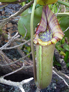 Nepenthes truncata