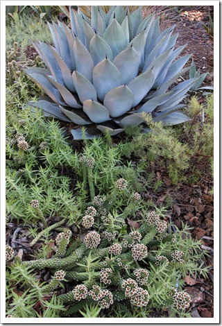 120414_RBG_Euphorbia-caput-medusae_ Agave-parryi
