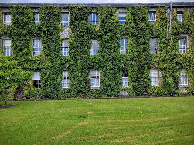 Ivy covered building in Maynooth