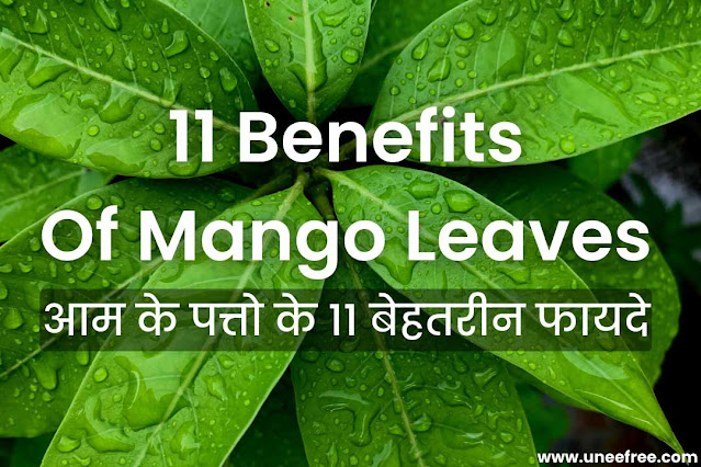 Top-11-Benefits-Of-Mango-Leaves-in-Hindi-uneefree