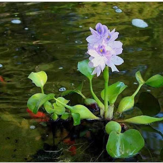 Nycon Floating Flora Island & Fish barrier-Plant Care-Nycon Products-1 1/2 ft diameter - Nycon Floating Flora Island & Fish barrier-Play It Koi Nycon Floating Flora Island & Fish barrier-Plant Care-Nycon Products-1 1/2 ft diameter - Nycon Floating Flora Island & Fish barrier-Play It Koi Nycon Floating Flora Island & Fish barrier-Plant Care-Nycon Products-1 1/2 ft diameter - Nycon Floating Flora Island & Fish barrier-Play It Koi Nycon Floating Flora Island & Fish barrier-Plant Care-Nycon Products-1 1/2 ft diameter - Nycon Floating Flora Island & Fish barrier-Play It Koi Nycon Floating Flora Island & Fish barrier-Plant Care-Nycon Products-1 1/2 ft diameter - Nycon Floating Flora Island & Fish barrier-Play It Koi Nycon Floating Flora Island & Fish barrier-Plant Care-Nycon Products-1 1/2 ft diameter - Nycon Floating Flora Island & Fish barrier-Play It Koi Nycon Floating Flora Island & Fish barrier-Plant Care-Nycon Products-1 1/2 ft diameter - Nycon Floating Flora Island & Fish barrier-Play It Koi Nycon Floating Flora Island & Fish barrier-Plant Care-Nycon Products-1 1/2 ft diameter - Nycon Floating Flora Island & Fish barrier-Play It Koi Previous Next Nycon Floating Flora Island & Fish barrier