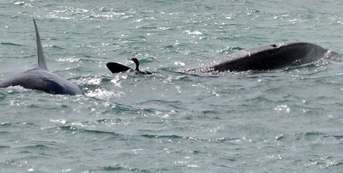 Cormorán nadando entre las orcas