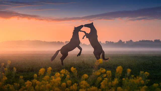 صورة الخيول ترقص عند غروب الشمس ، صور حيوانات بدقة 4K
