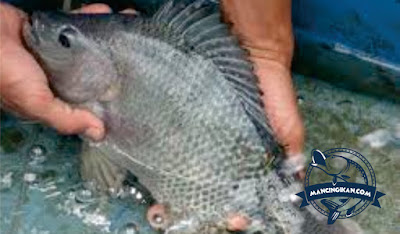cara mancing ikan nila di waduk