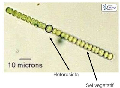 Alga Hijau Biru Cyanobacteria Biologine Pak Mycunk