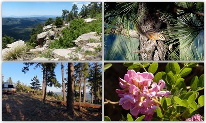 Mogollon Rim FR 9350